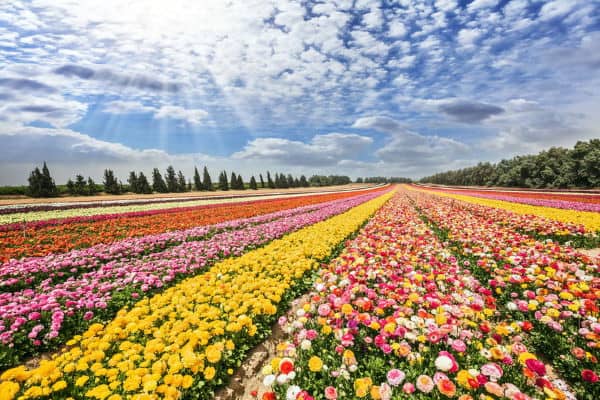 你有所不知的以色列隐形冠军：花卉产业