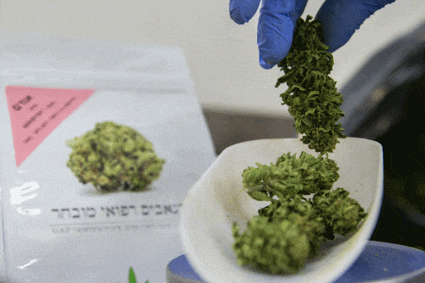 以色列将在今年立法允许药用大麻