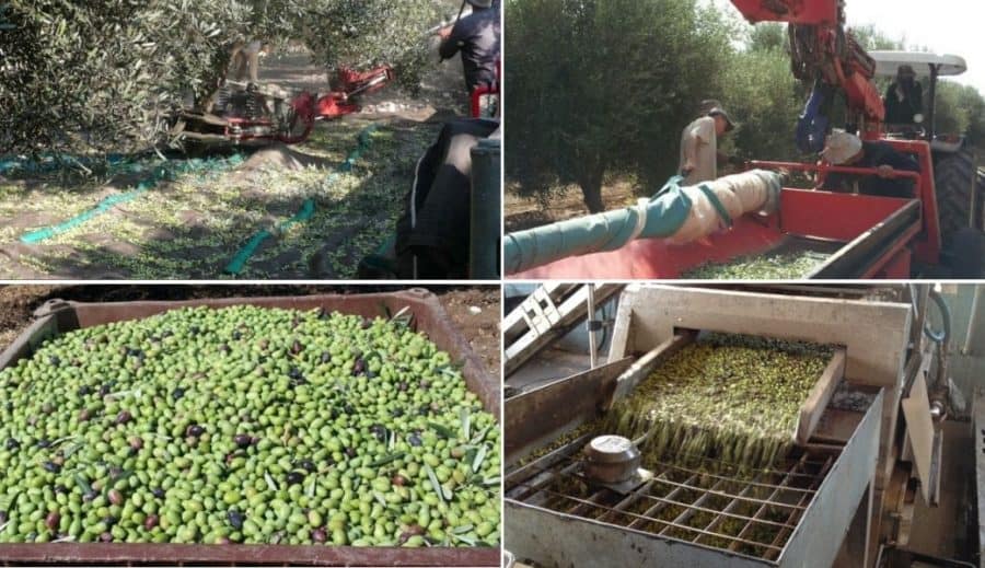 以色列的农业自动化